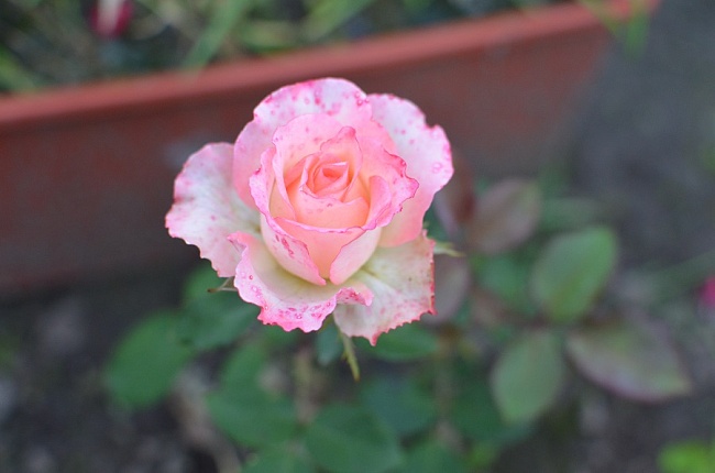 Роза чайно-гибридная Дуэт 1 шт